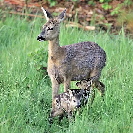 Sonnenblick Wittenbeck