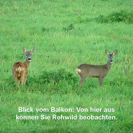 Sonnenblick דירה